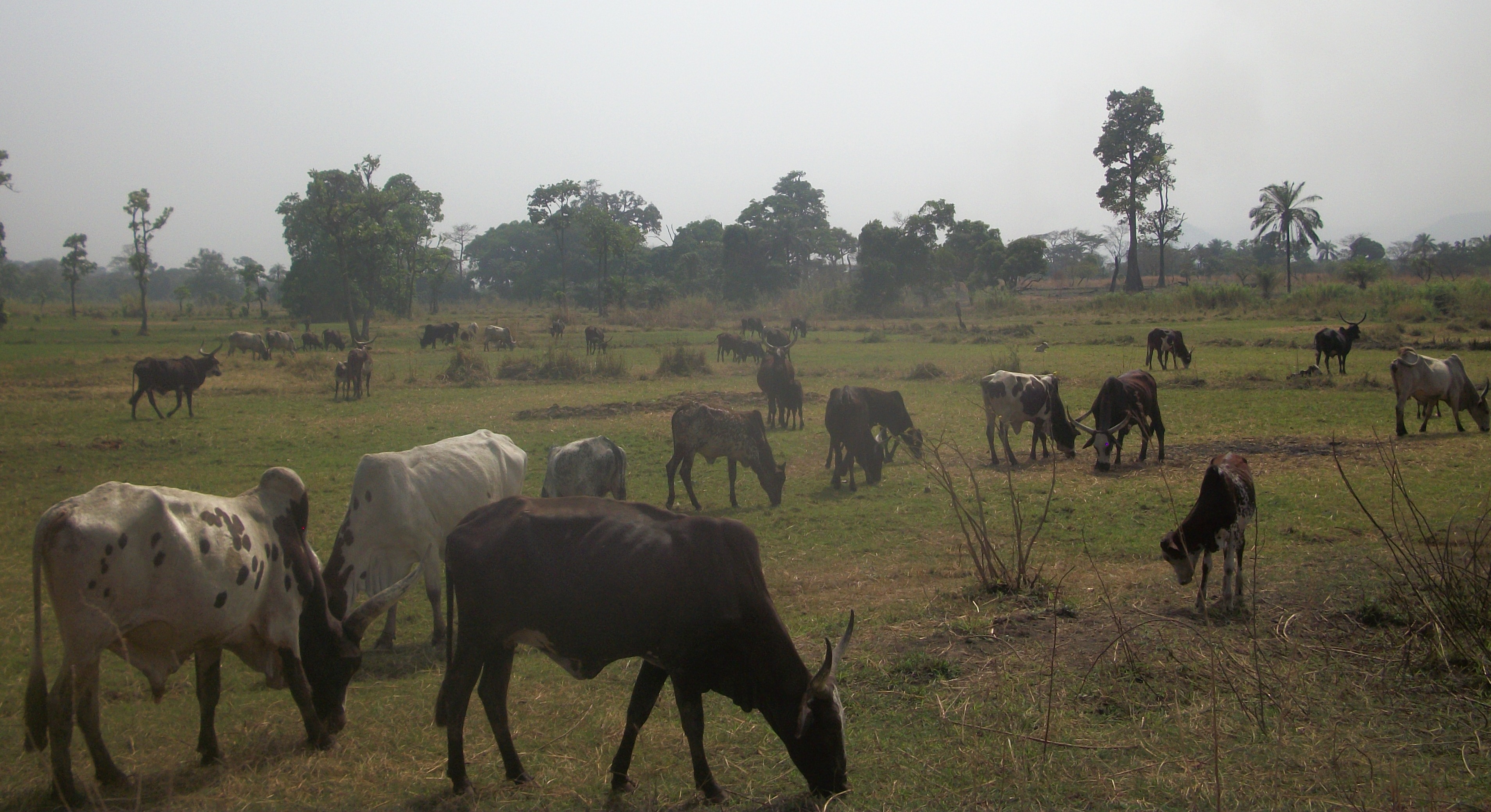 Climate refugees emerges in Cameroon